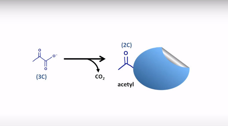 Acetyl-CoA