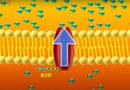 Active transport in the cell membrane